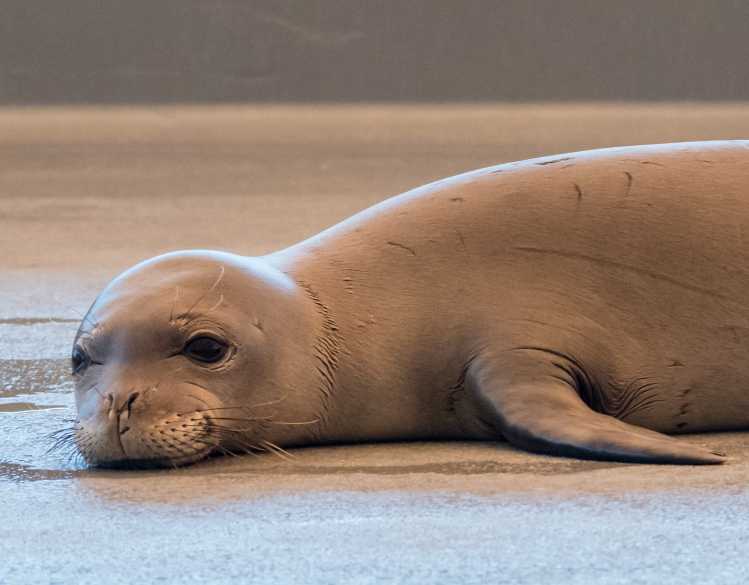 Hawaiian monk seal Ama Ama