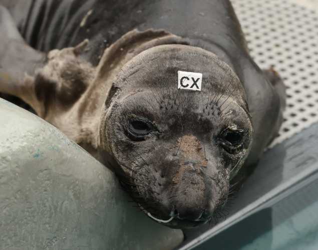 northern elephant seal Bohda