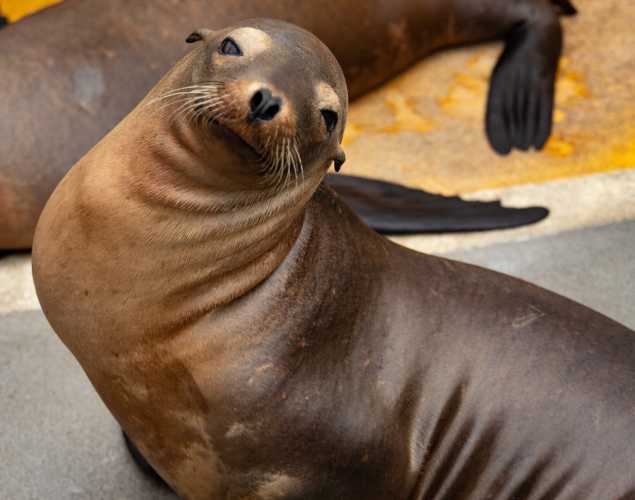 sea lion named frosting
