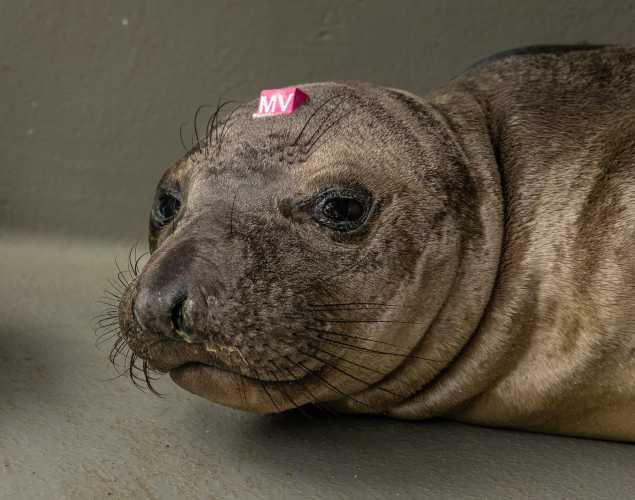 northern elephant seal Mioruilt