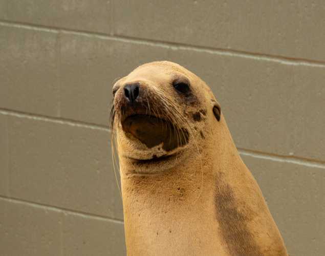 California sea lion Washie