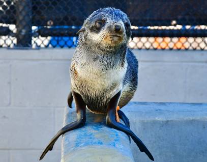 northern fur seal Peludo