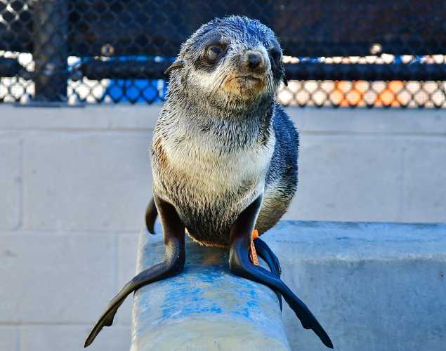 northern fur seal Peludo