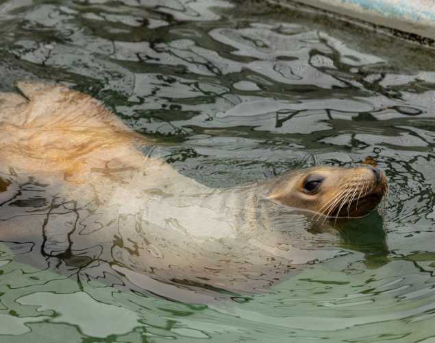 sea lion named cantina