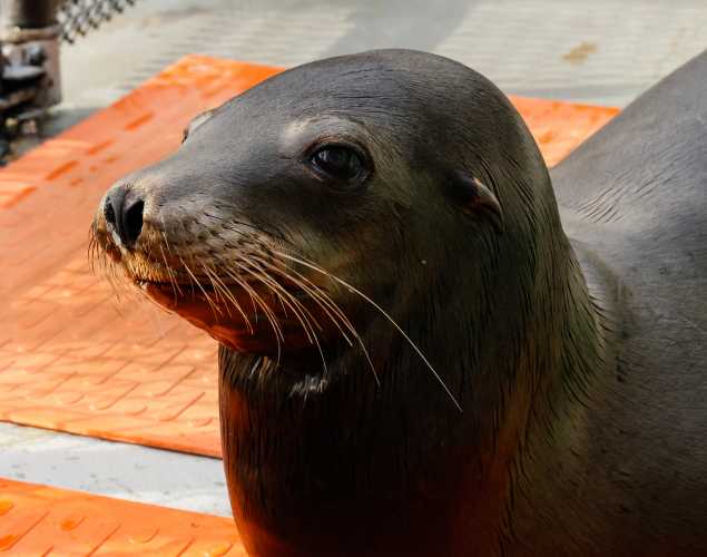 California sea lion Eek