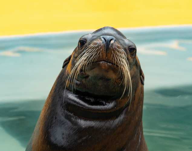 California sea lion Togozees