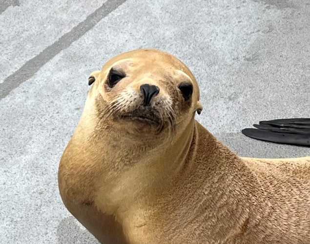 California sea lion Nuddy