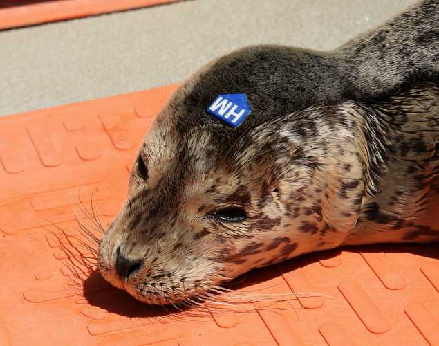 harbor seal Marion