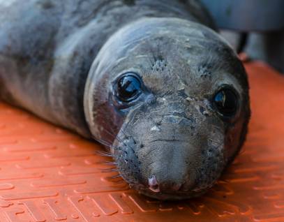 northern elephant seal Anto