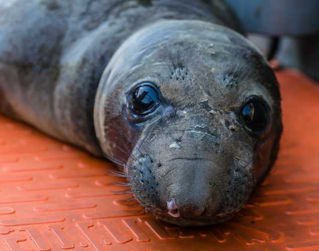 northern elephant seal Anto