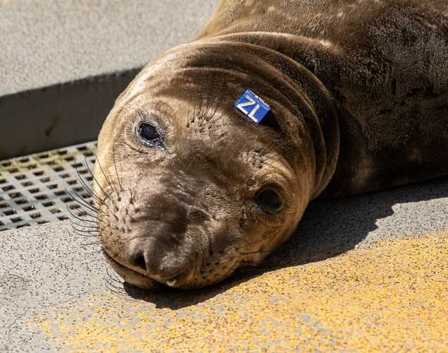northern elephant seal Lifeguard
