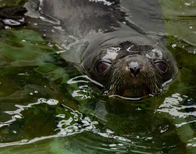 Guadalupe fur seal