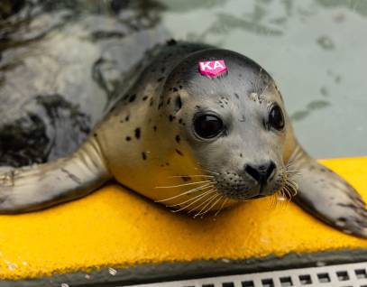 harbor seal Batata