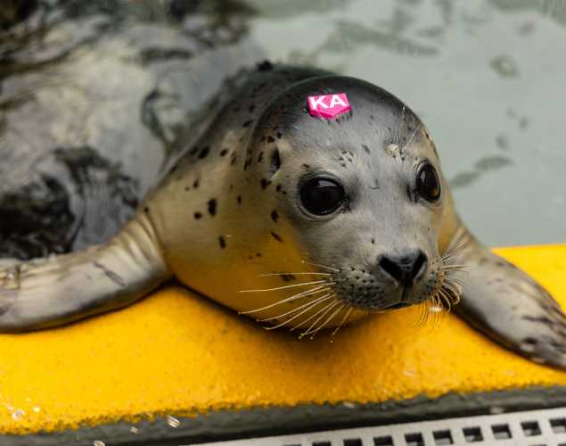 harbor seal Batata