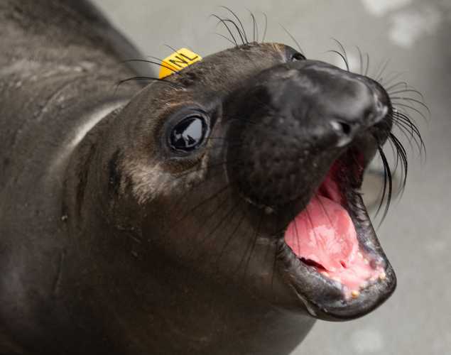 northern elephant seal Magilla