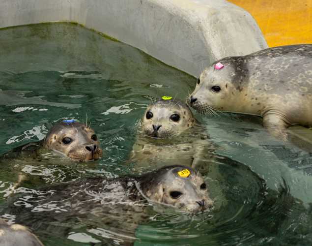 Four harbor seals with small ID tags on their heads swim in a rehabilitation pool.