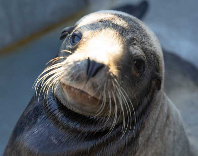 sea lion named swampthing