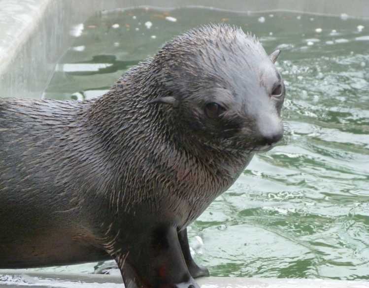 A Guadalupe fur seal pup stands near a rehabilitation pool.