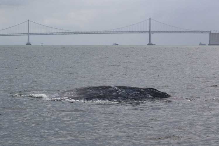 gray whale in the water with Bay Bridge in the background