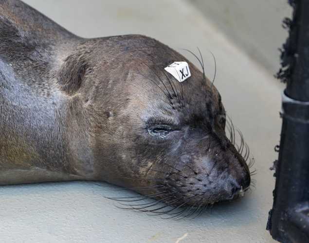 northern elephant seal Zooid