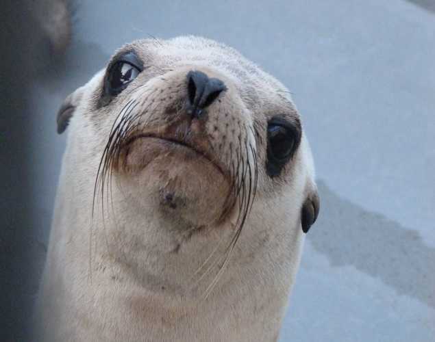 California sea lion Kid
