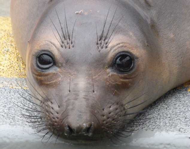 northern elephant seal Sting