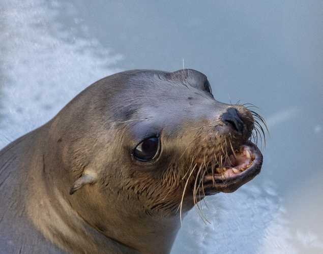 California sea lion Flaggie