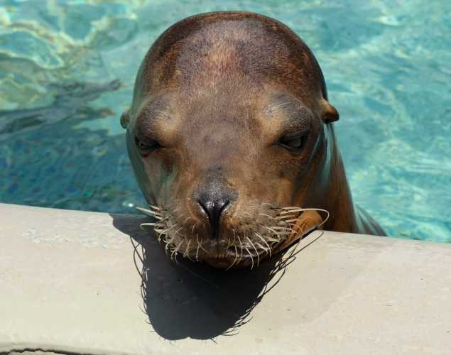California sea lion Snowpea