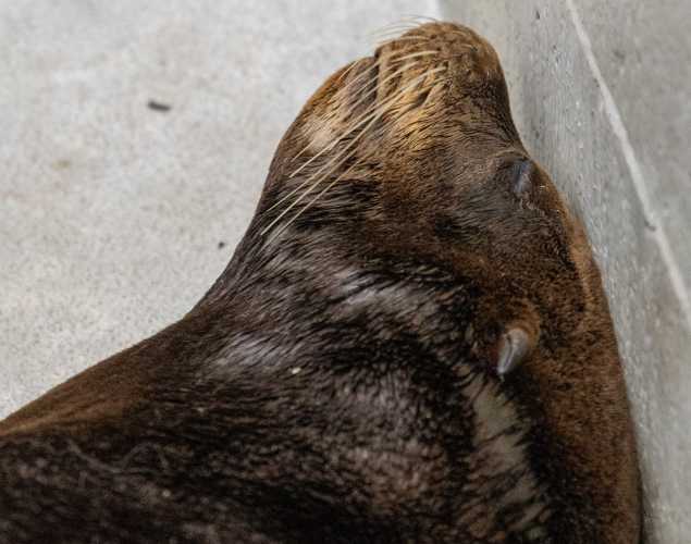 california sea lion jorts