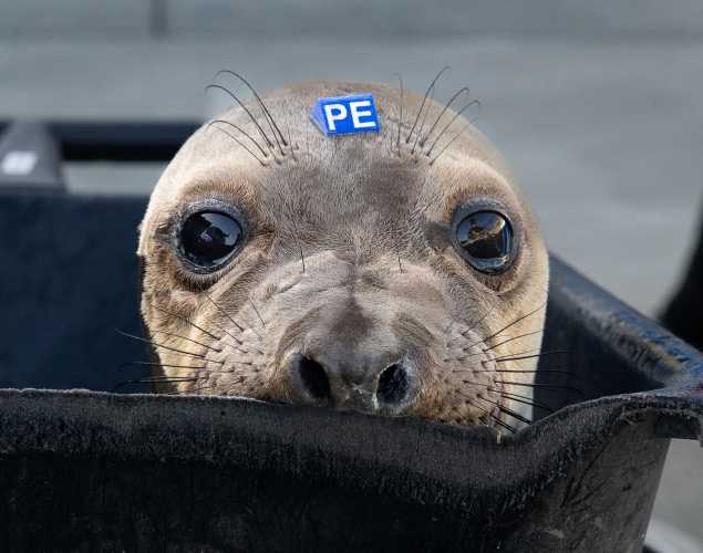 northern elephant seal Zippy