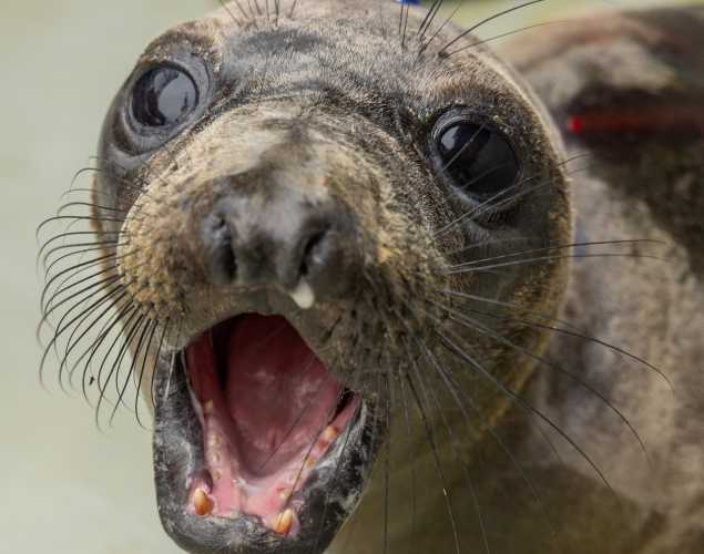 elephant seal pup chalie
