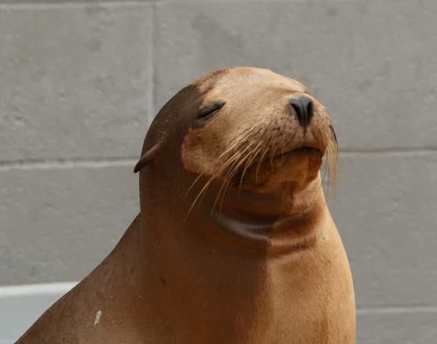 California sea lion Panda