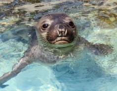 northern elephant seal in the water