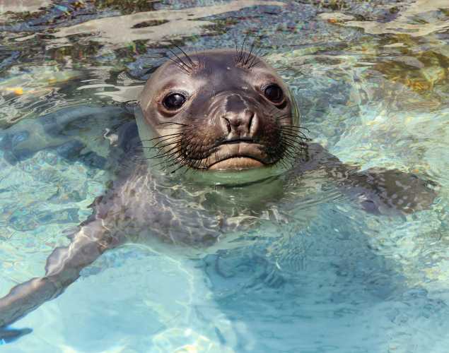 northern elephant seal in the water