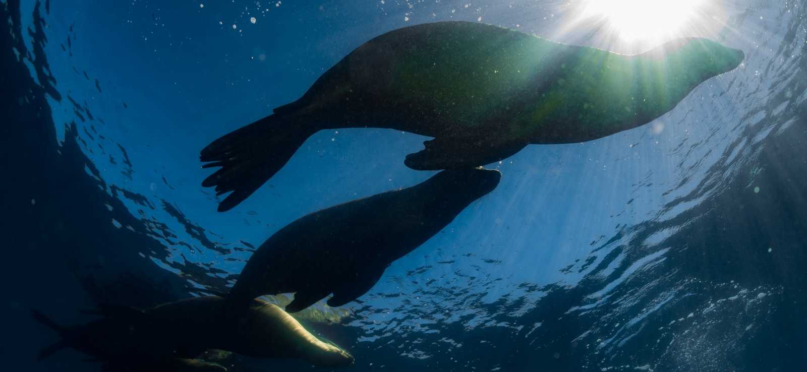 group of sea lions swimming underwater
