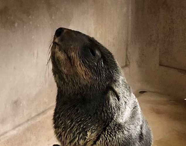 northern fur seal Ivy