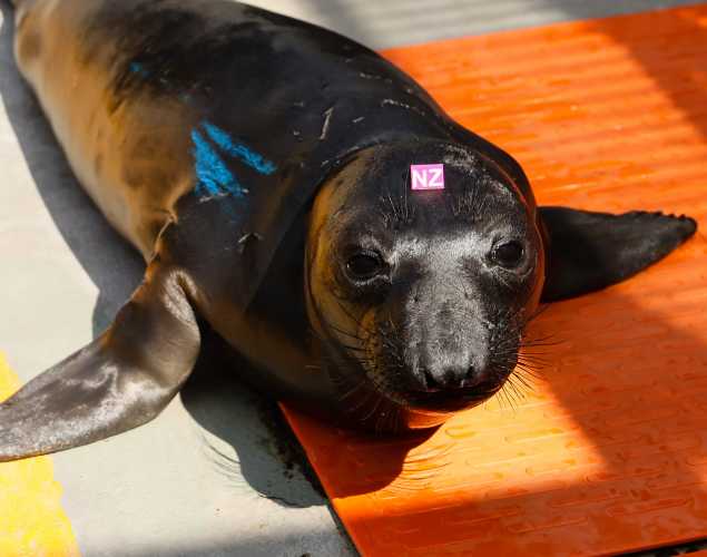 northern elephant seal Marjorie