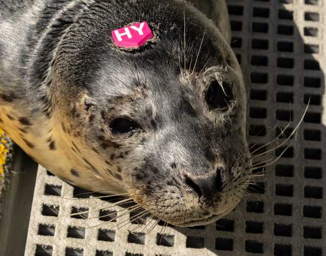 harbor seal Montecito