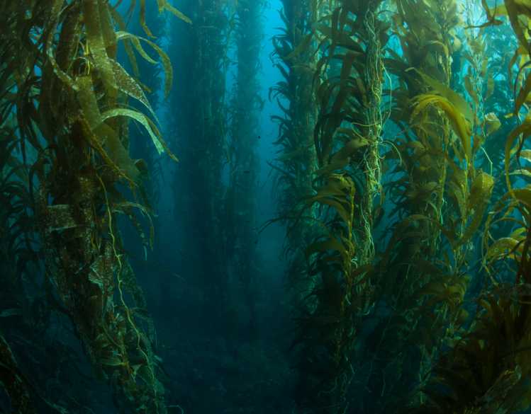 A healthy forest of giant kelp.