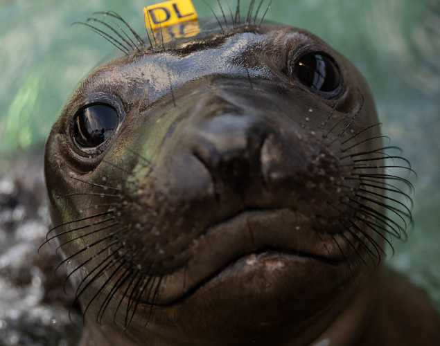 northern elephant seal Lildip