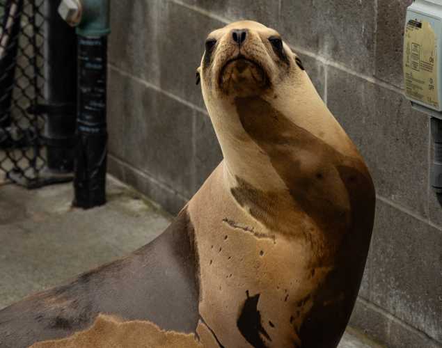California sea lion, Lilith