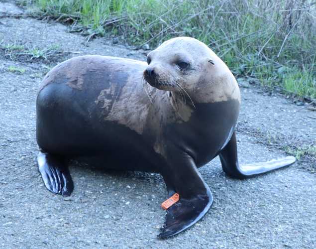 California sea lion Bronwyn