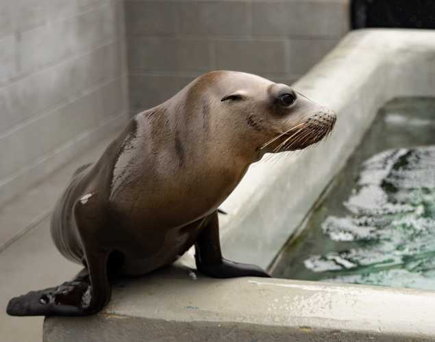 wellis california sea lion