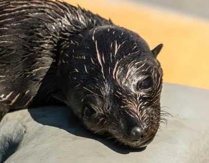 Guadalupe fur seal Arilela