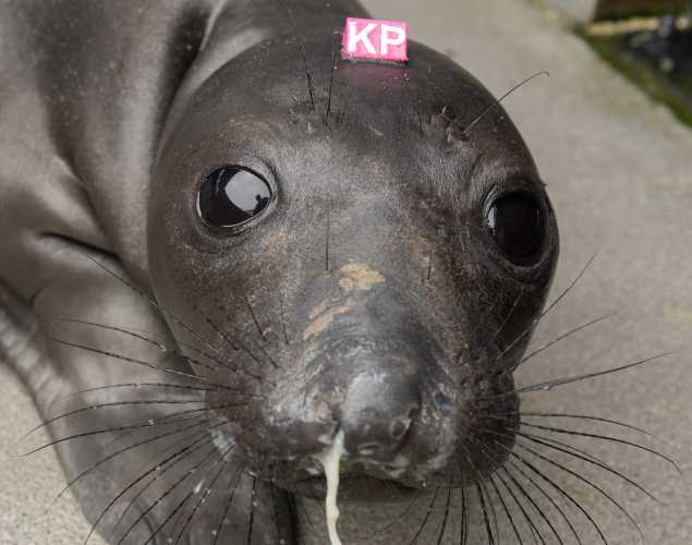 northern elephant seal Pitty
