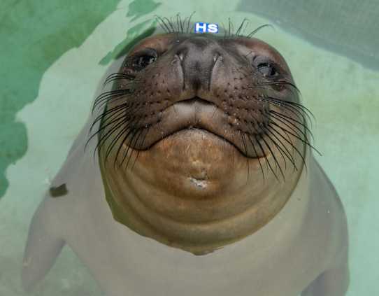 northern elephant seal Chunky