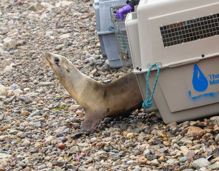 A California sea lion with a satellite tag on its back walks out of a rescue crate and onto the rocky beach.