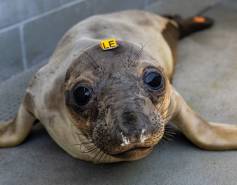 northern elephant seal with snotty nose