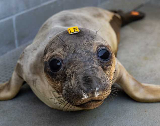 northern elephant seal with snotty nose