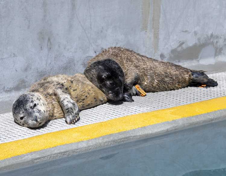 Two harbor seal pups rest in front of a rehabilitation pool.